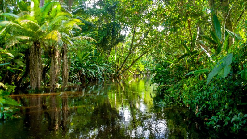 Latin Honey Shop 15+ Raw Organic Amazon Jungle Honey Brazil