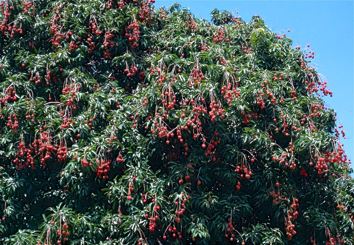 Rå økologisk pink litchi honning fra mexico 227g latin honning butik