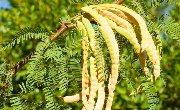 Mesquite pods, origin of Latin Honey Shop Raw Organic White Velvet Mesquite Honey From Mexico