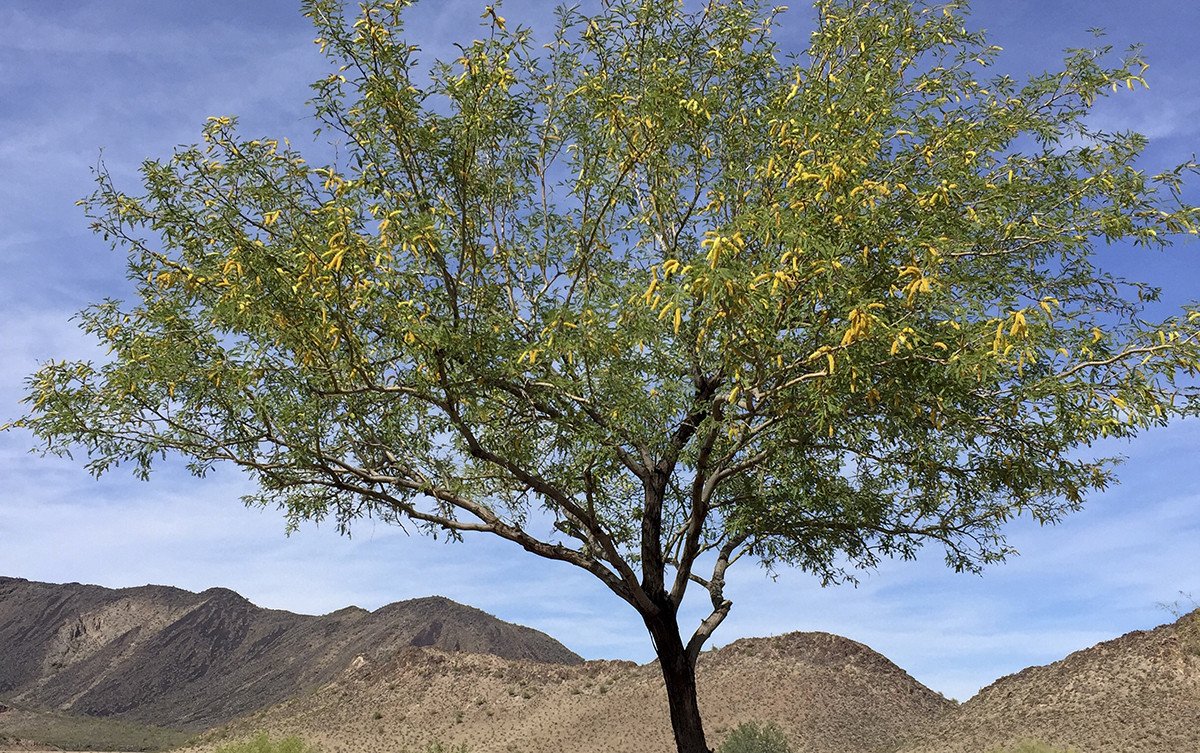 Mesquite Tree, origin of Latin Honey Shop Raw Organic White Velvet Mesquite Honey From Mexico