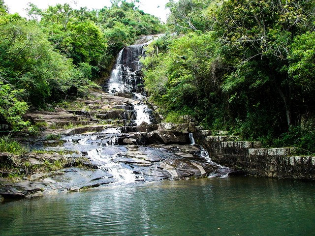 Santa Catarina Rainforest Origin of Raw Organic Rainforest Honey From Brazil Latin Honey Shop