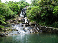 Thumbnail for Santa Catarina Rainforest Origin of Raw Organic Rainforest Honey From Brazil Latin Honey Shop