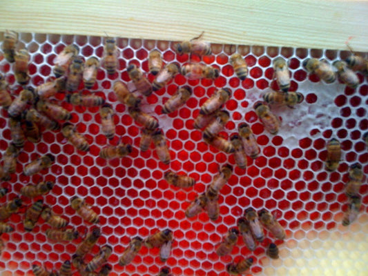 Das Geheimnis des roten Brooklyn-Honigs und warum lokaler Honig nicht immer gut für Sie ist