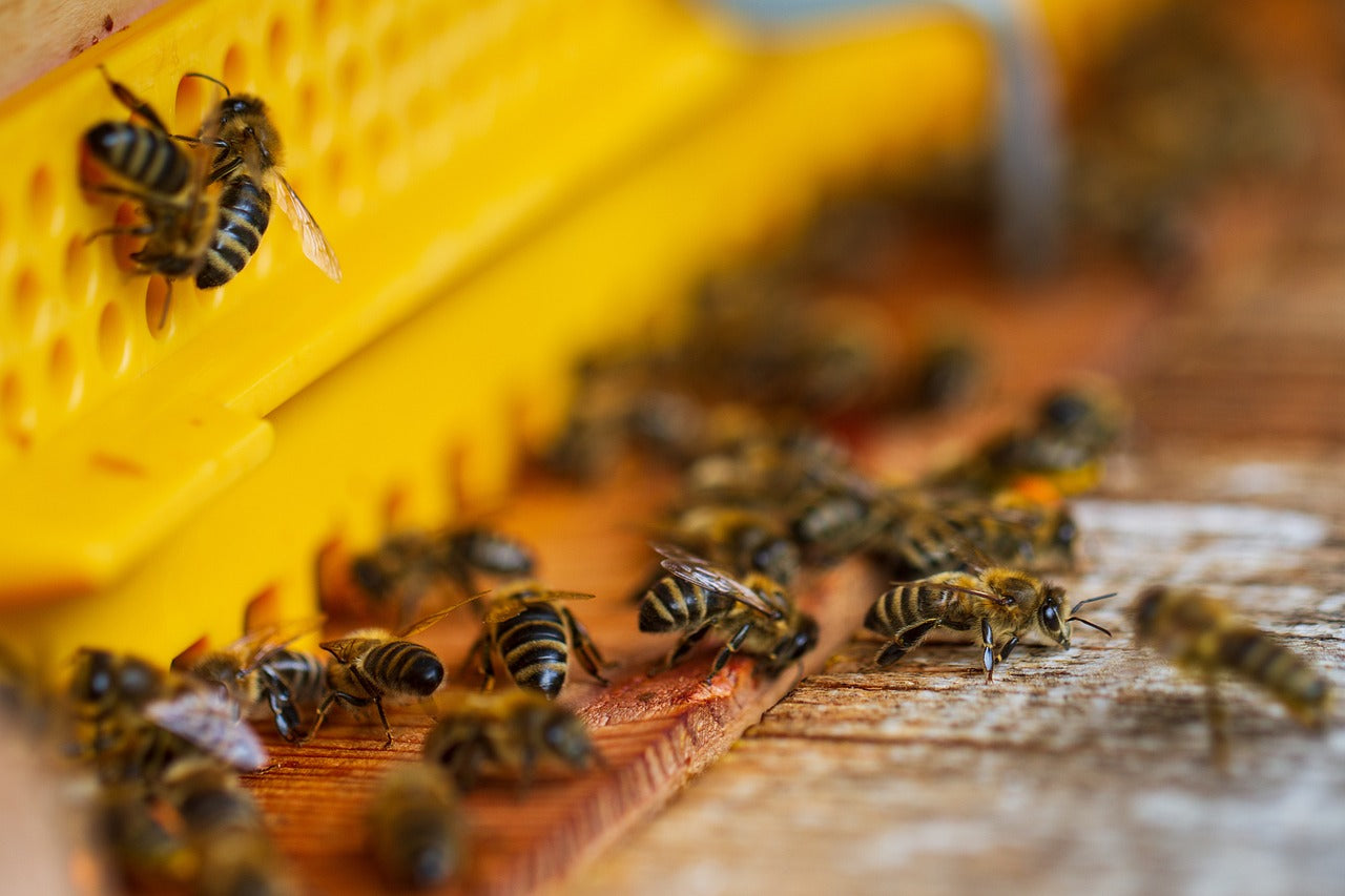 The Mystery Of Red Brooklyn Honey And Why Local Honey Is Not Always Good For You