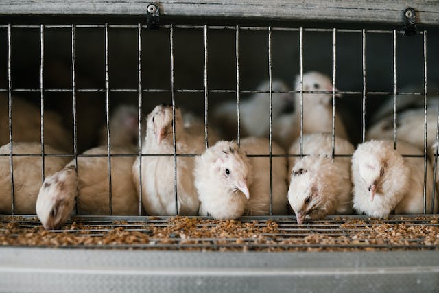 battery chicken farming