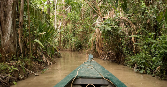 Magasin de miel latin 15+ miel de jungle d'Amazonie biologique brut au Brésil