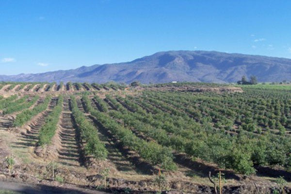 Oprindelse af Raw Pacific Avocado Honey fra Michoacan, Mexico - Latin Honey Shop