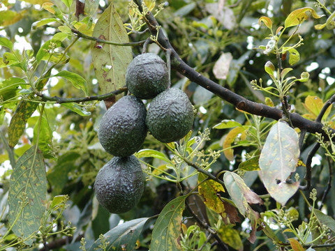 Origin of Raw Pacific Avocado Honey from Michoacan, Mexico - Latin Honey Shop