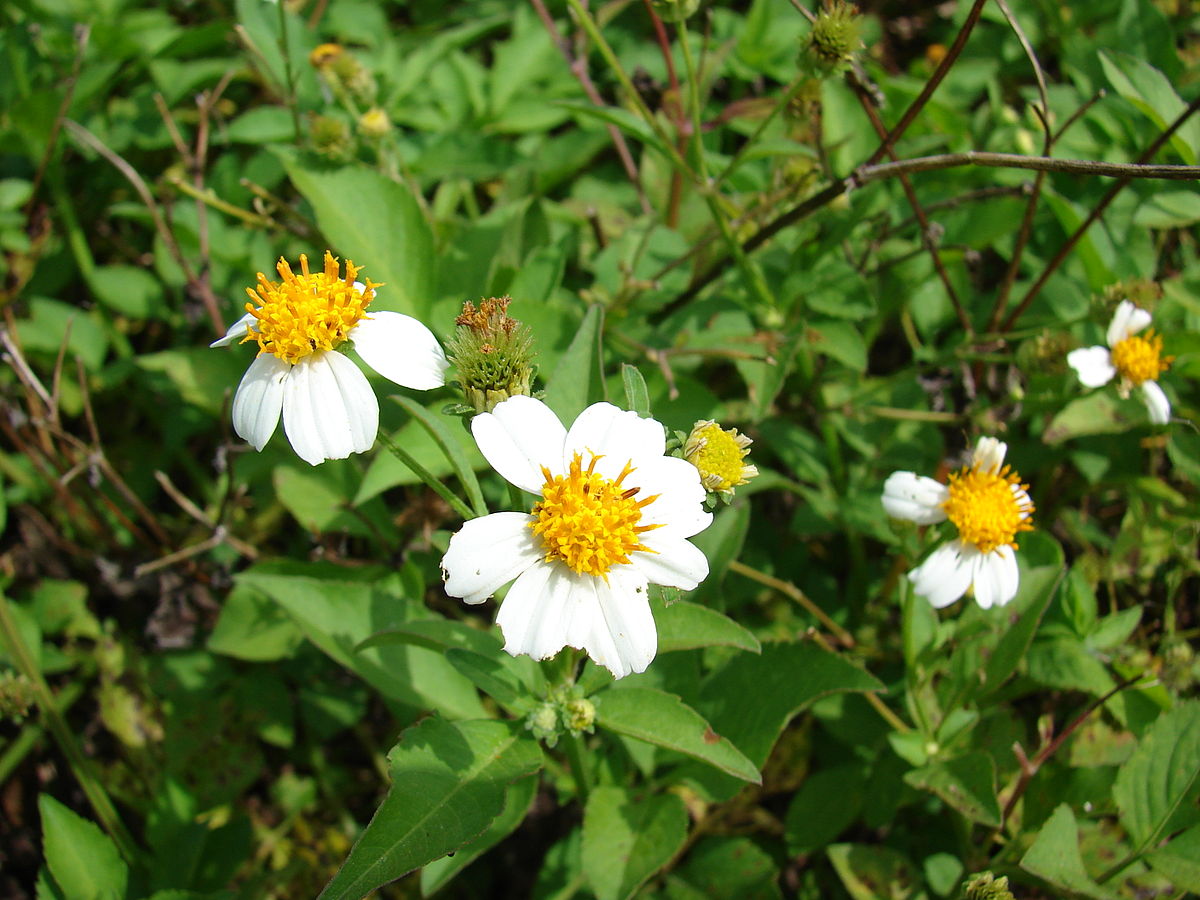 Botanical Origin of Raw Organic Golden Pilosa Honey from Mexico Latin Honey Shop