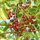 Red Gumbo Limbo tree fruit, origin of Latin Honey Shop Raw Organic Red Gumbo Limbo Honey from Mexico