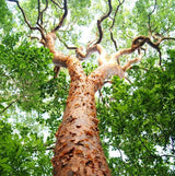 Red Gumbo Limbo træ, oprindelse af Latin Honey Shop Rå Økologisk Red Gumbo Limbo Honning fra Mexico