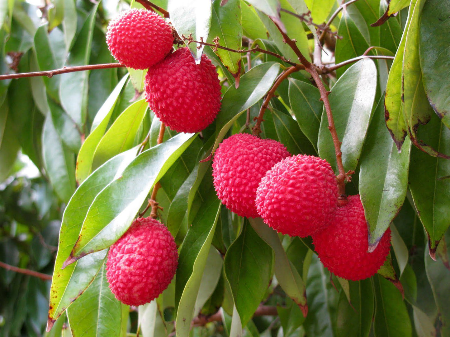 Rå ekologisk rosa litchihonung från mexiko 227g latin honungsbutik