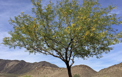 Mesquite Tree, oprindelsen af ​​Latin Honey Shop Rå økologisk hvid fløjl Mesquite honning fra Mexico