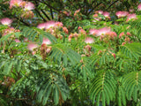 Mimosa Botanical Origin of Raw Organic Rainforest Honey From Brazil Latin Honey Shop