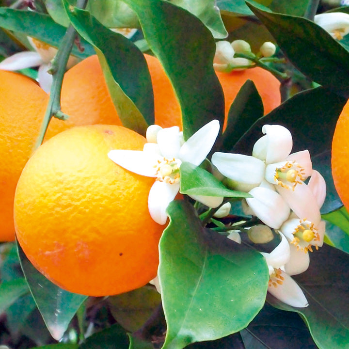 Latin honungsbutik 10+ aktiv rå ekologisk apelsinblomshonung från Mexiko